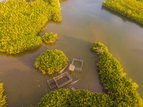 Bohol Abatan River Firefly Watching Cruise with Transfers