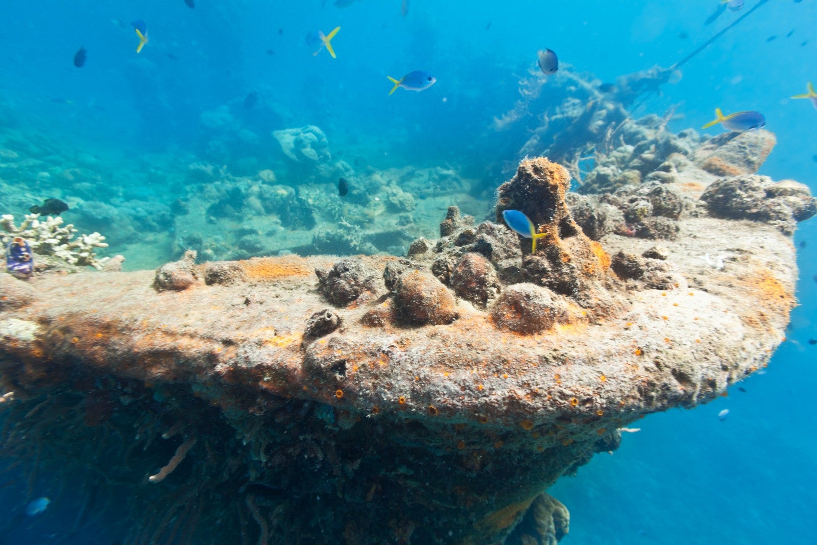 Explore historic shipwreck dive spots while snorkeling in this Coron town tour.