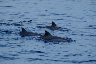 Dolphins spotted in the waters of Tañon Strait