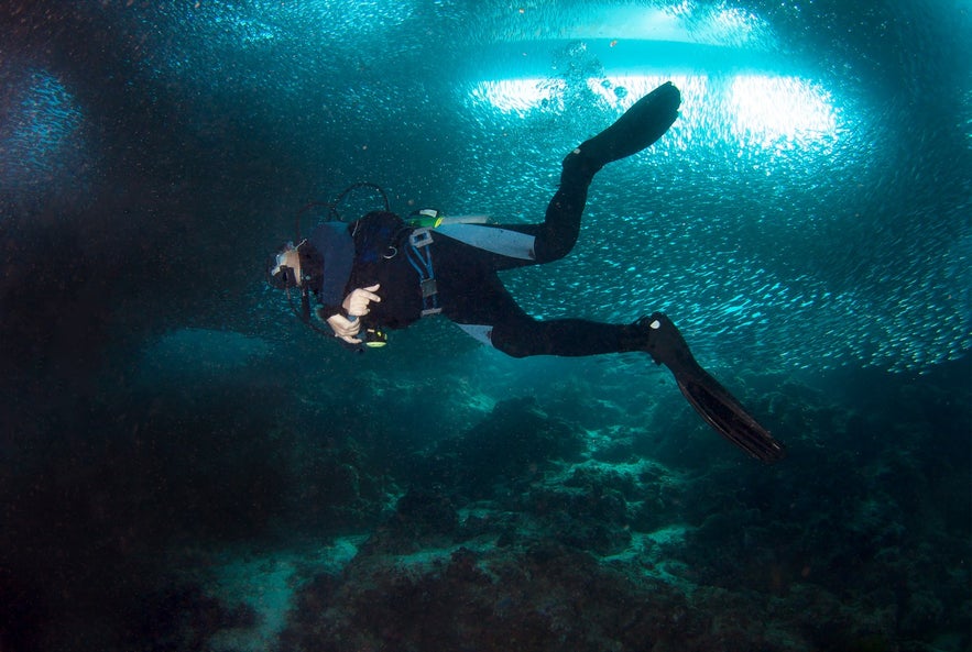 莫阿尔博阿尔沙丁鱼迁徙之旅 莫阿尔博阿尔沙丁鱼迁徙之旅