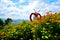 Sirao Garden Flower Farm
