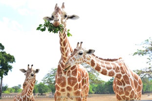 Make friends with the giraffes at Coron Calauit Safari