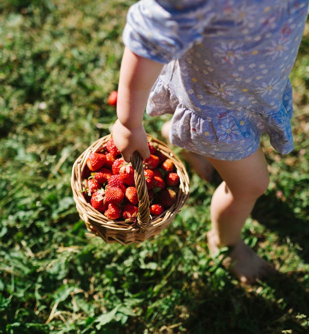 Strawberry Farm Tours