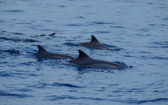 Get a chance to sight dolphins with this tour