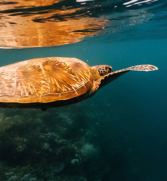 Pescador Island Tours
