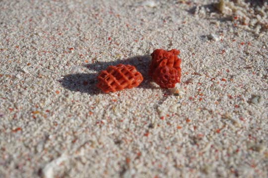 Tour to Zamboanga City’s Pink Beach in Great Sta. Cruz Island with Vinta Boat Ride and Transfers
