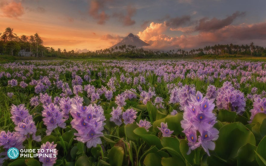 Mayon Volcano in Legazpi, Albay Mayon Volcano in Legazpi, Albay