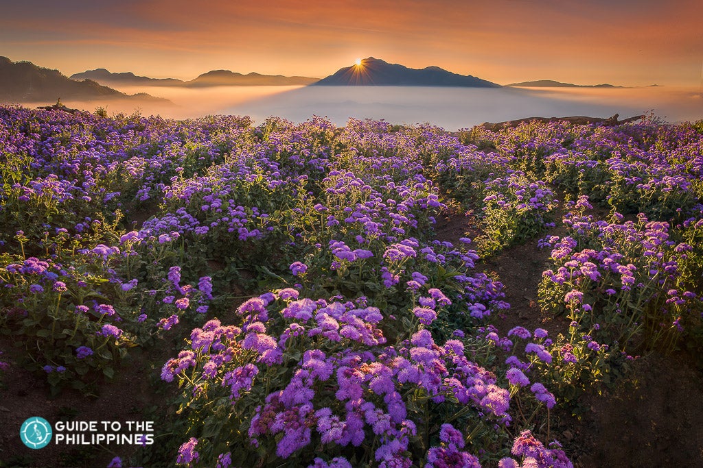 Northern Blossom Flower Farm in Benguet
