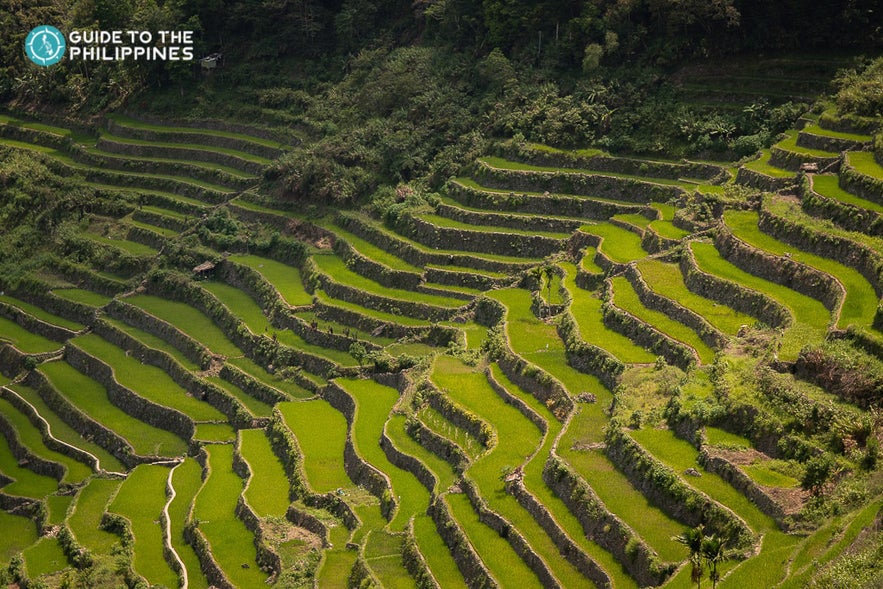 Rice Terraces in Cordillera Region, Philippines Rice Terraces in Cordillera Region, Philippines