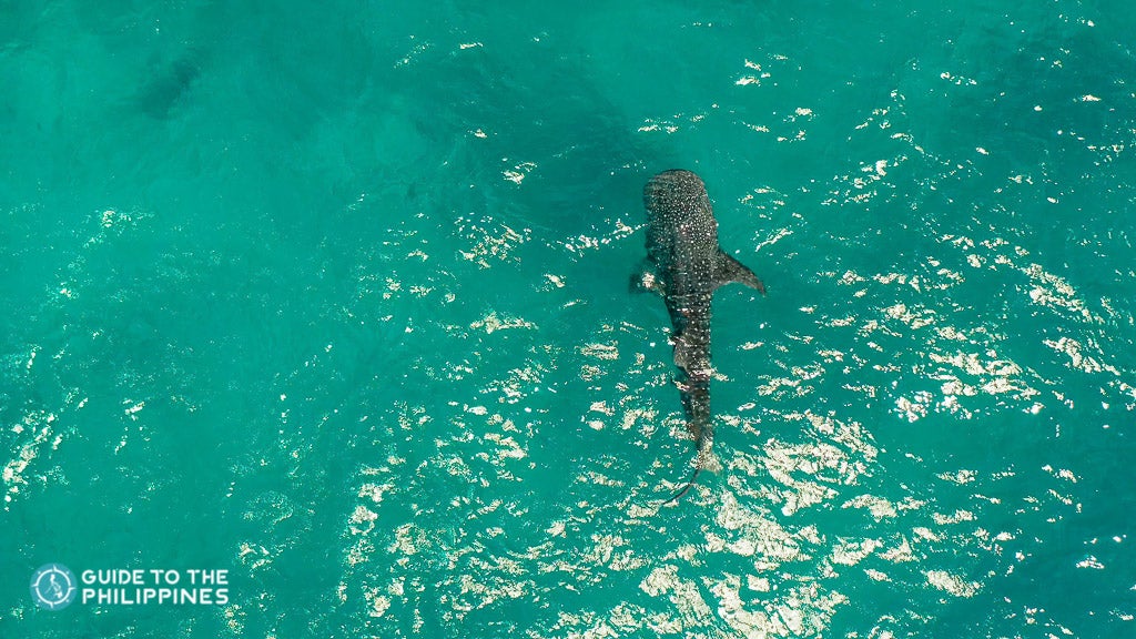 Whale shark in Donsol, Philippines