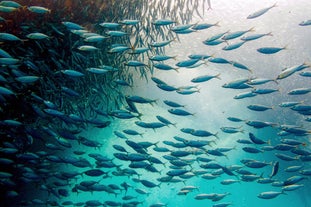 Enjoy the sardine run at Moalboal