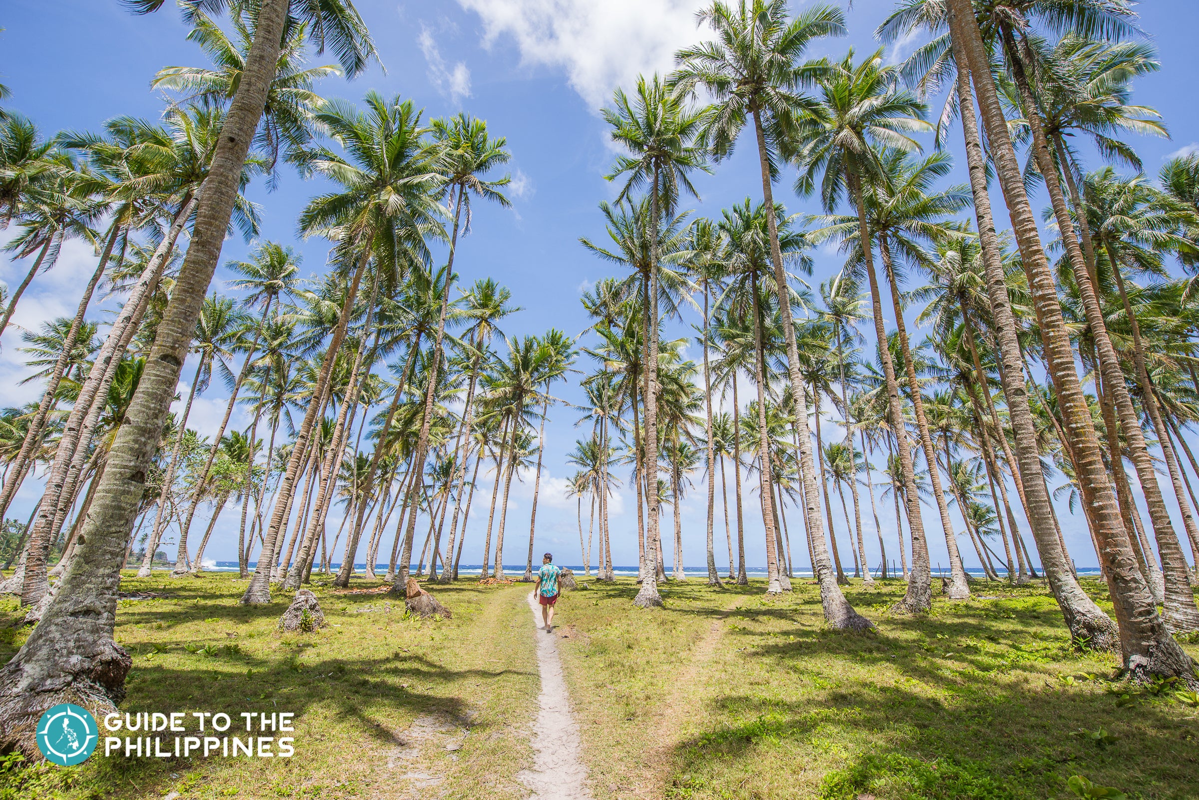 Coconut trees in a Siargao beach in the Philippines