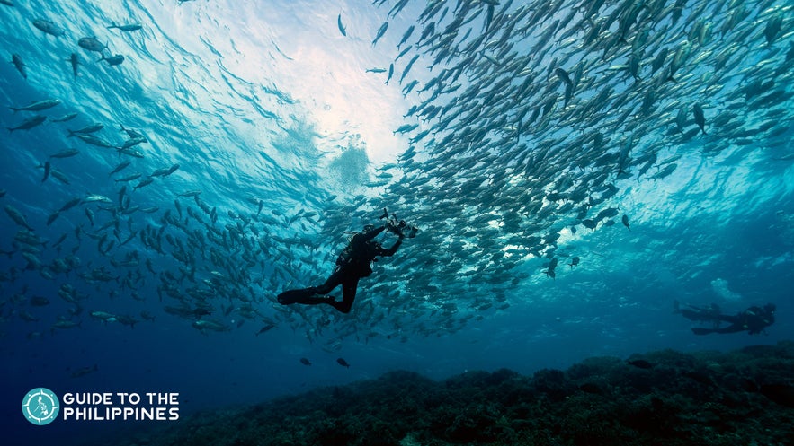 Diving in Tubbataha Reef, Philippines Diving in Tubbataha Reef, Philippines