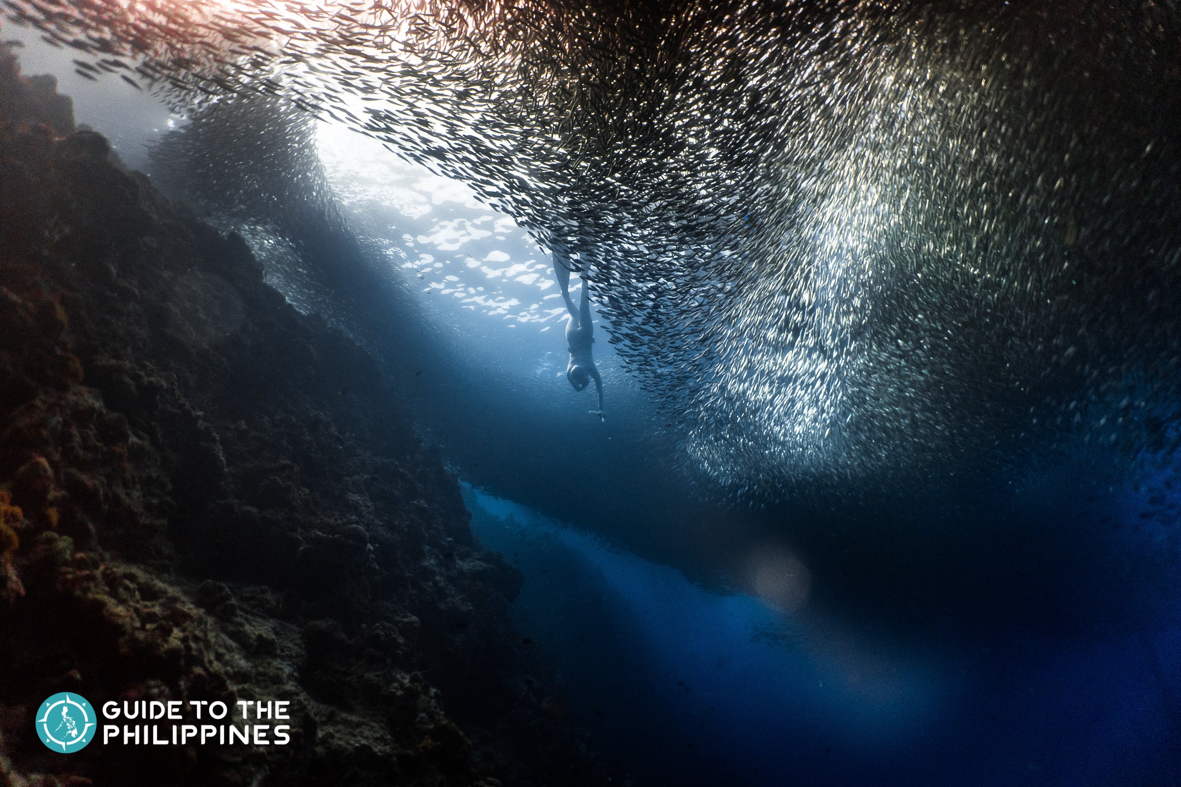 Sardine run in Moalboal, Cebu, Philippines