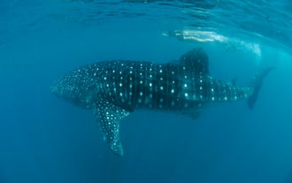 A whale shark in the town of Donsol, Philippines, where you can encounter these gentle giants in their natural habitat through this incredible tour