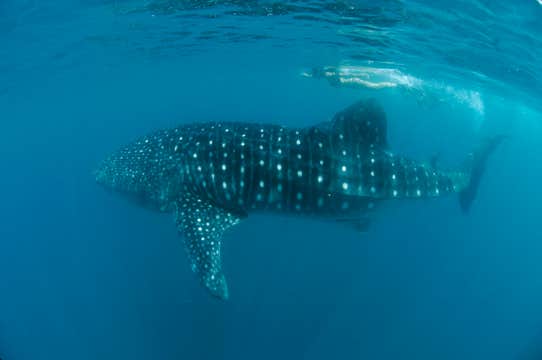 Whale Shark Watching in Donsol Town of Sorsogon Province with Transfers