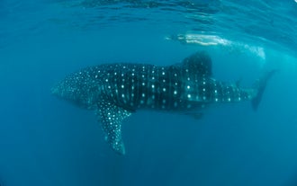 A whale shark in the town of Donsol, Philippines, where you can encounter these gentle giants in their natural habitat through this incredible tour