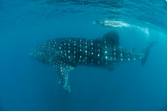 A whale shark in the town of Donsol, Philippines, where you can encounter these gentle giants in their natural habitat through this incredible tour