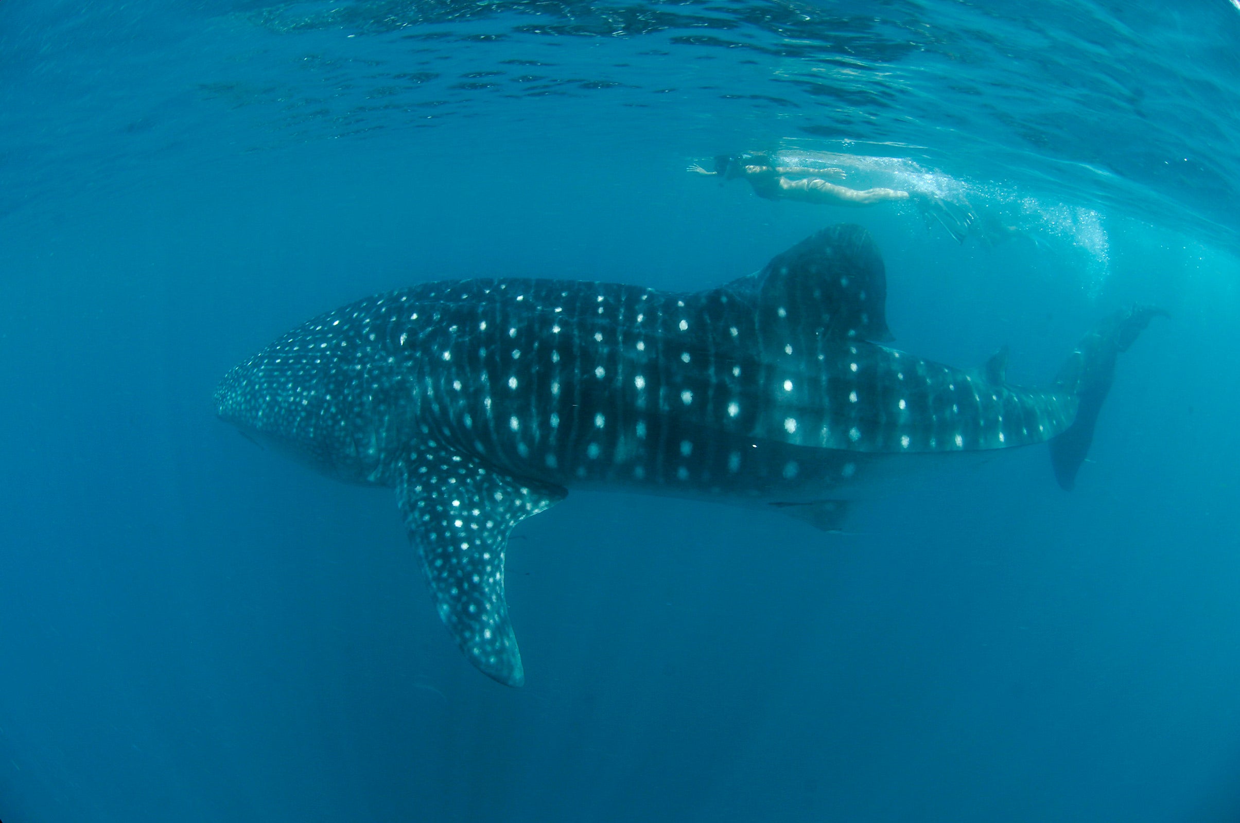 A whale shark in the town of Donsol, Philippines, where you can encounter these gentle giants in their natural habitat through this incredible tour