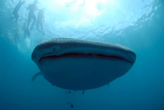 Whale Shark Watching in Donsol Town of Sorsogon Province with Transfers