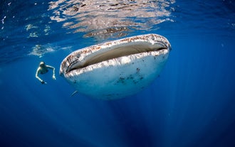 A close-up of a whale shark in the town of Donsol, Sorsogon Province, seen during this tour.