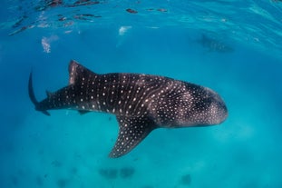 A whale shark swimming gracefully in the clear waters of the town of Donsol, Philippines