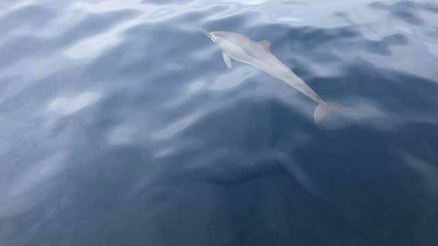 Private Manjuyod Sandbar & Dolphin Watching Tour in Bais City from Dumaguete City with Lunch