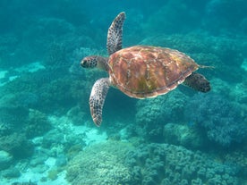 You have the chance to swim with sea turtles during this Apo Island Marine Sanctuary tour
