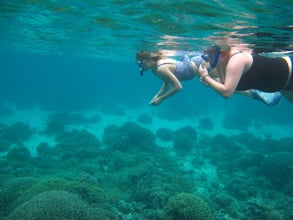 You can snorkel in the waters of Apo Island in the municipality of Dauin on this day tour