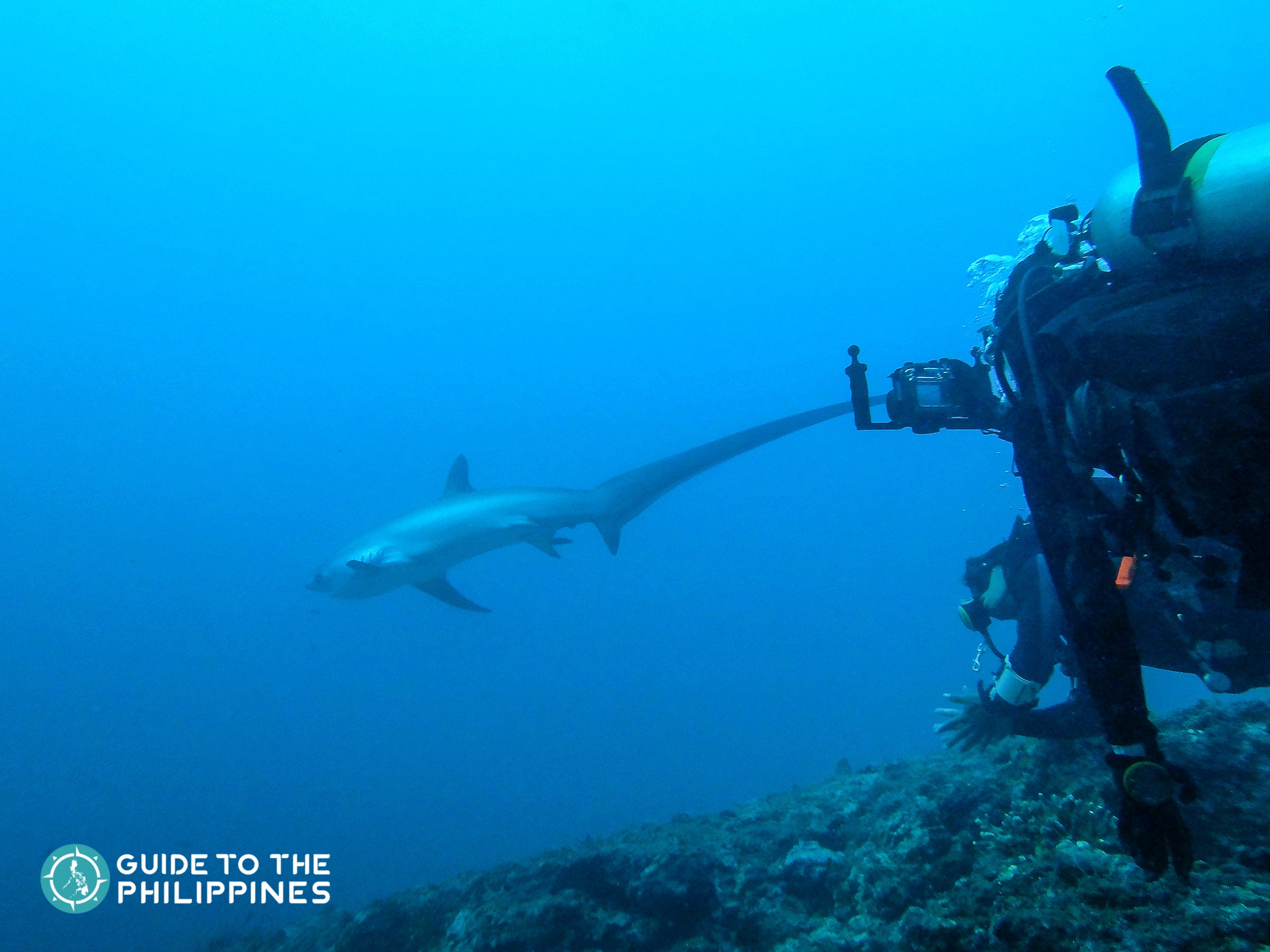 Thresher Sharks in Malapascua Island, Cebu