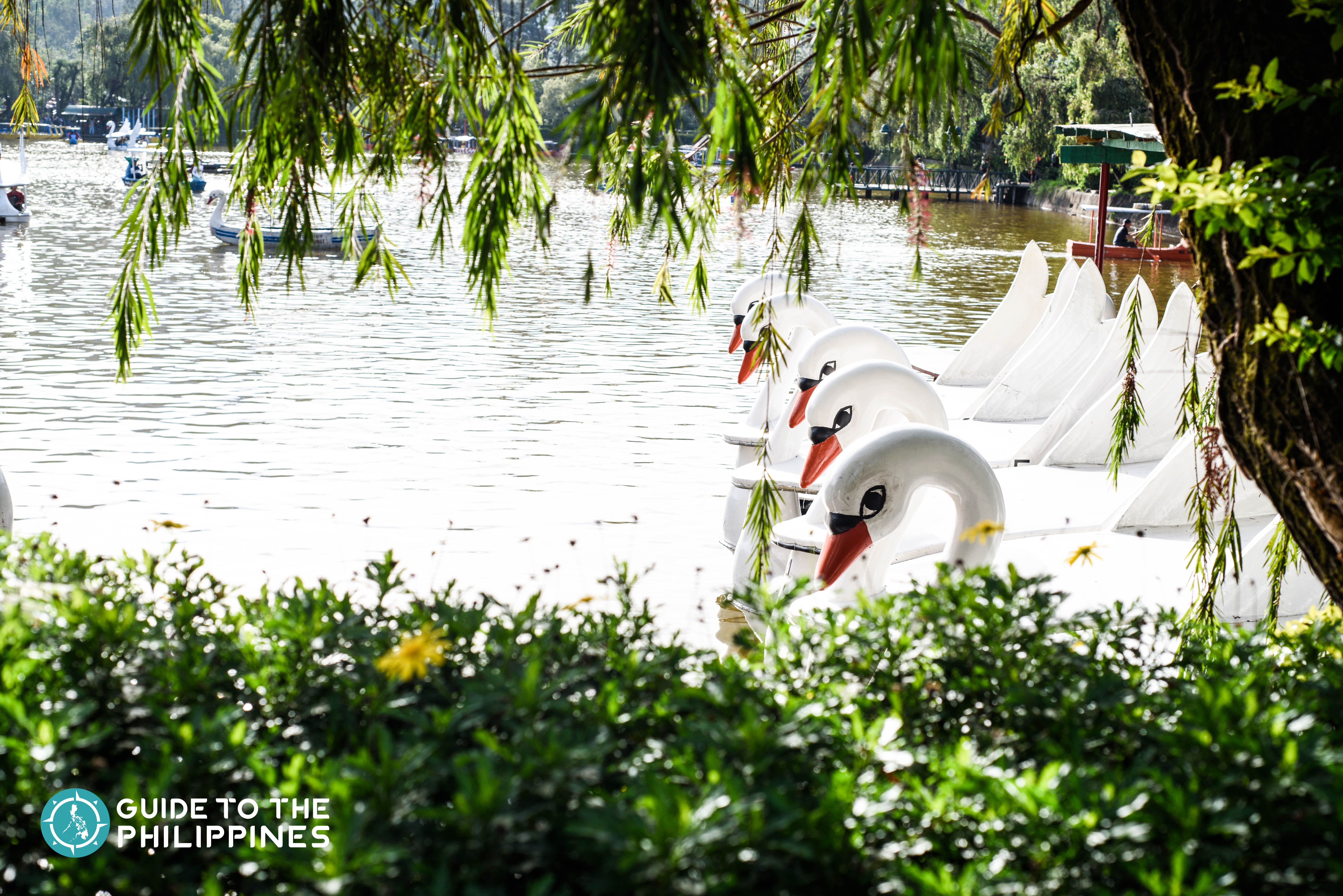 swan boats in burnham park