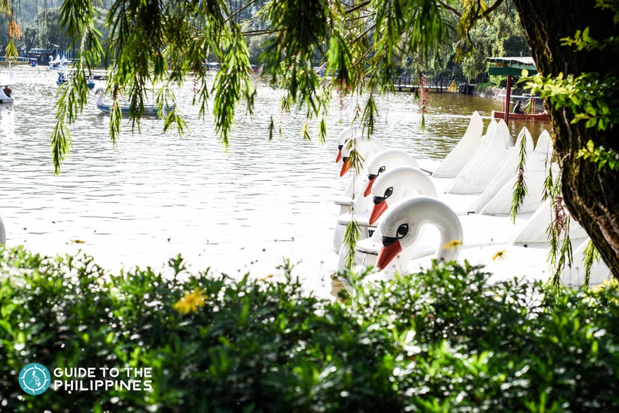 swan boats in burnham park swan boats in burnham park