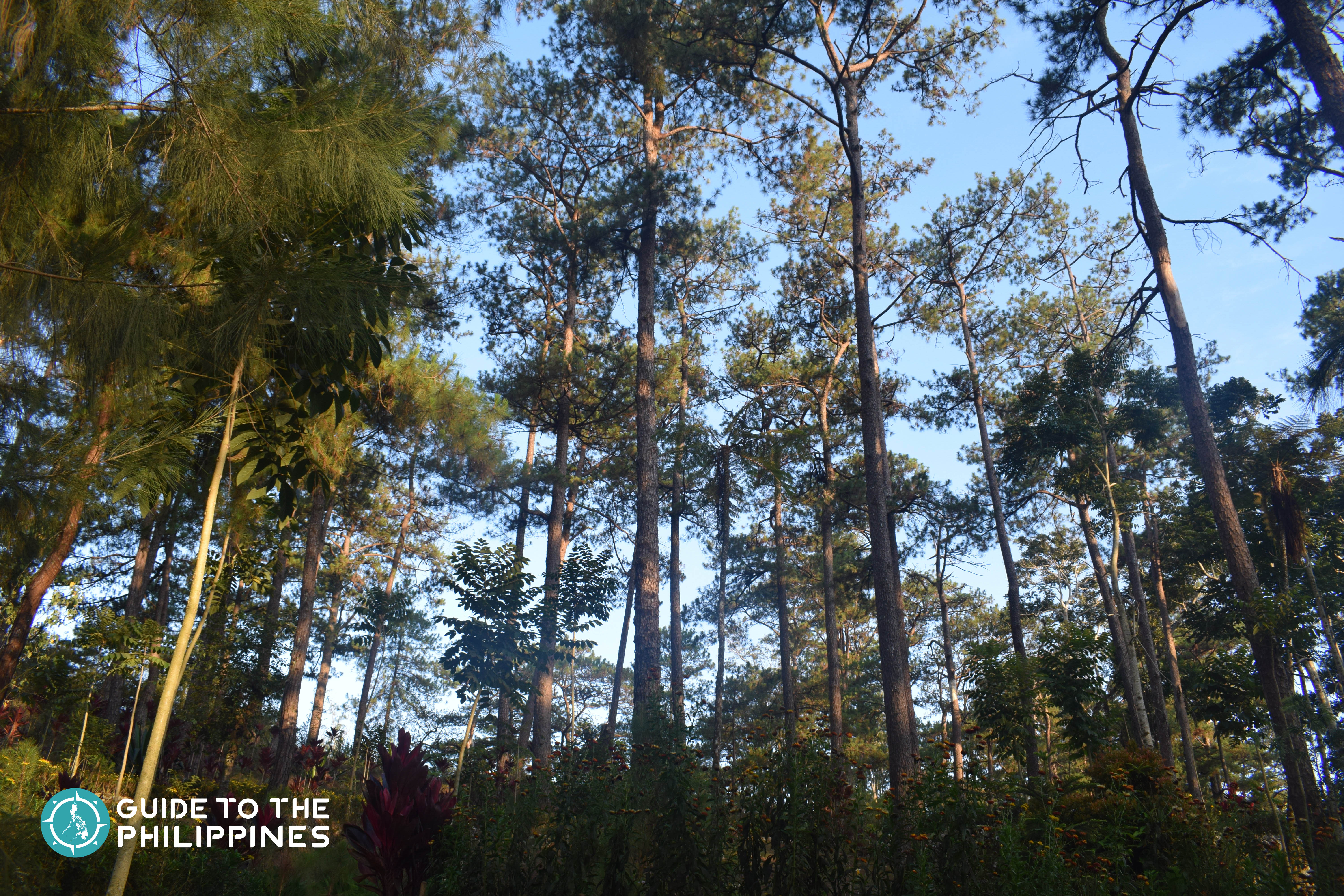 pine tree forest inside Camp John Hay