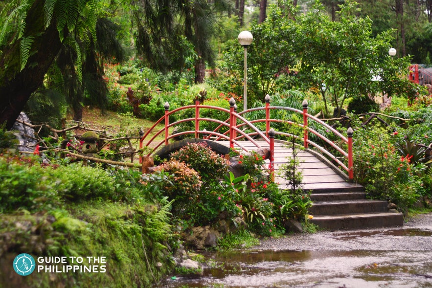 bridge inside the baguio botanical garden bridge inside the baguio botanical garden