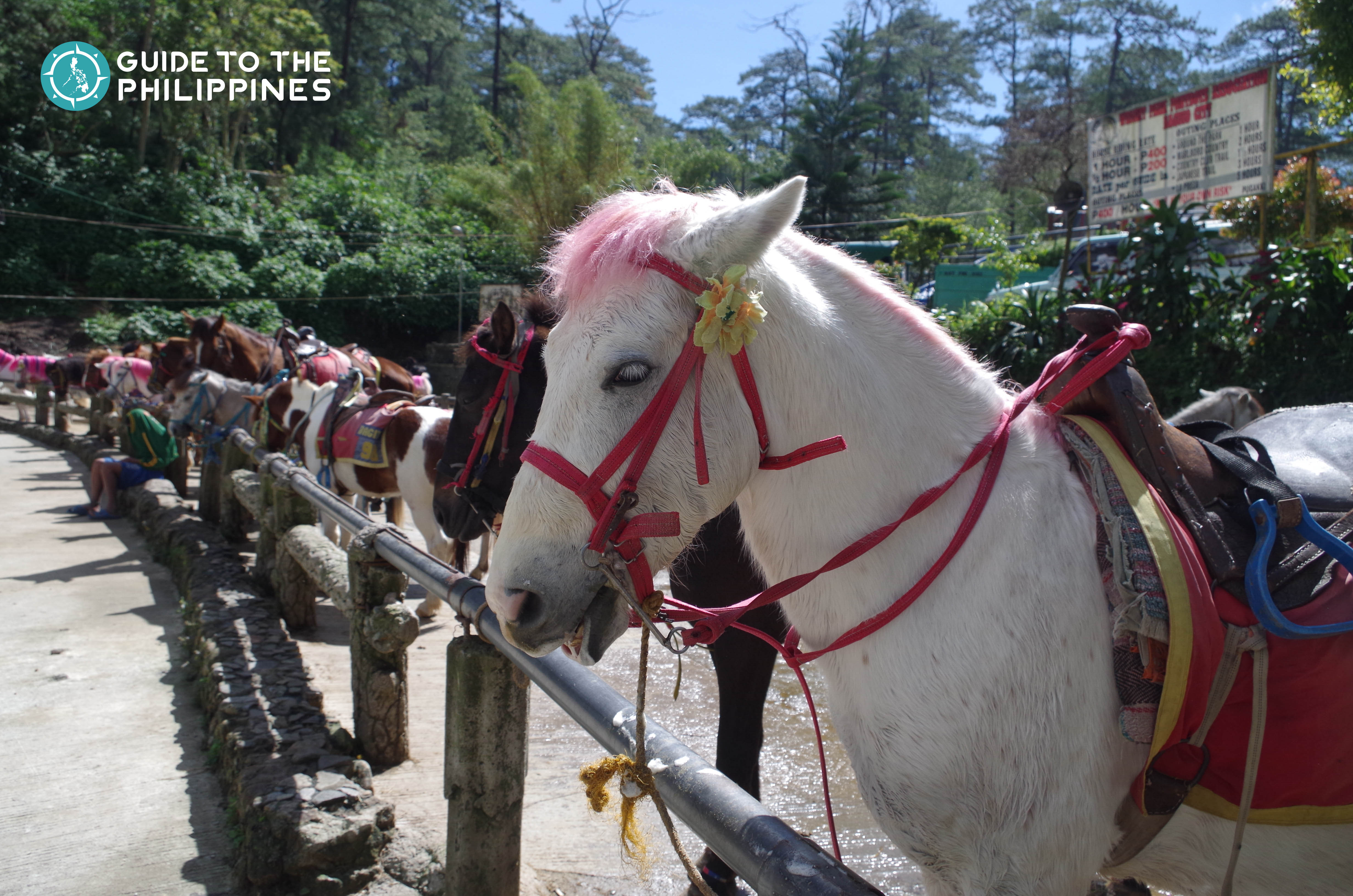 horses in wright park