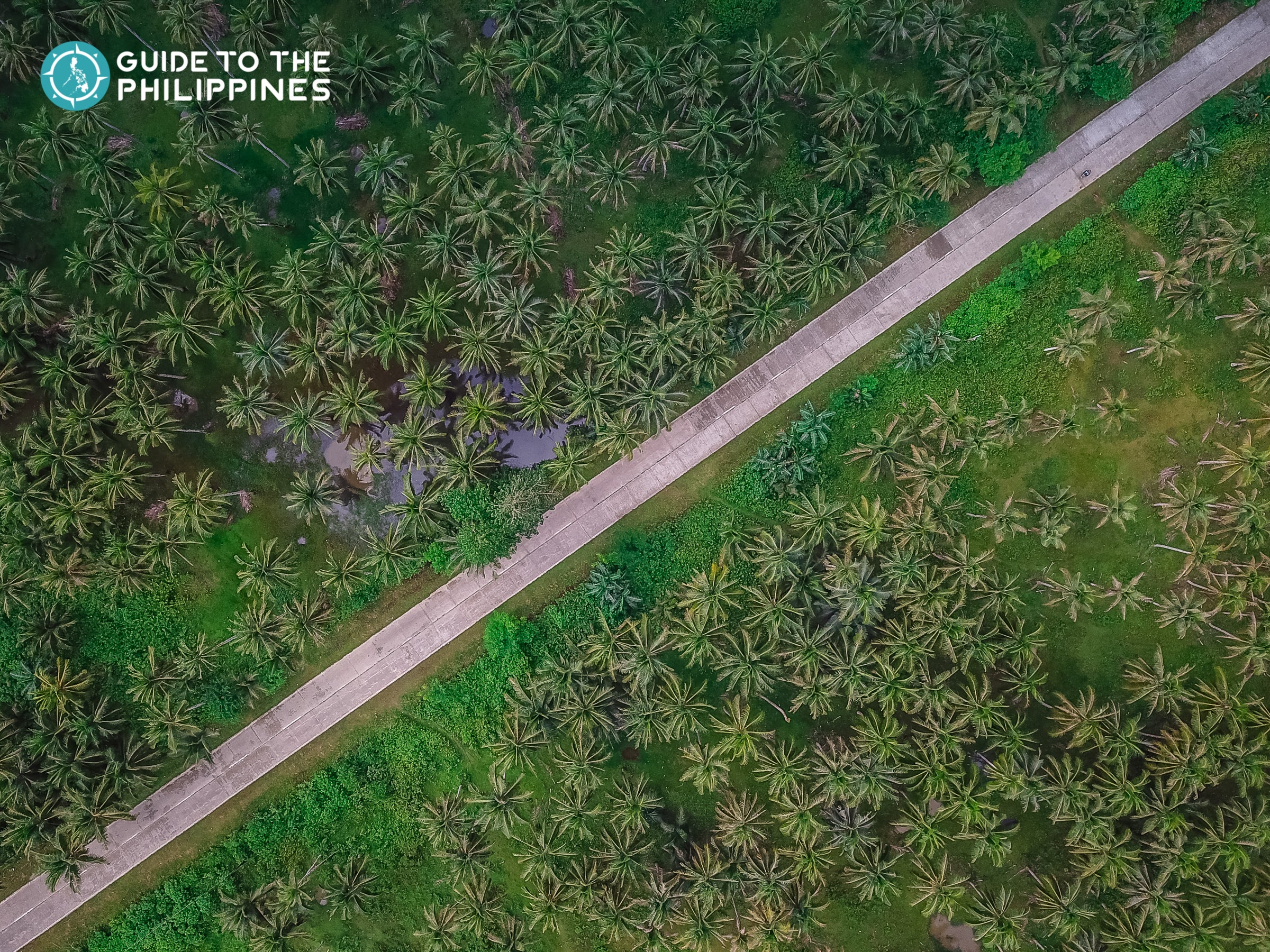 Scenic view of coconuts along main road of Siargao Island, Philippines