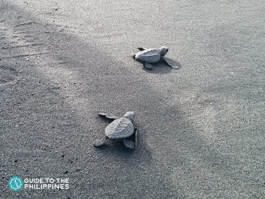 Hatchlings at the Pawikan Conservation Center in Bataan Hatchlings at the Pawikan Conservation Center in Bataan