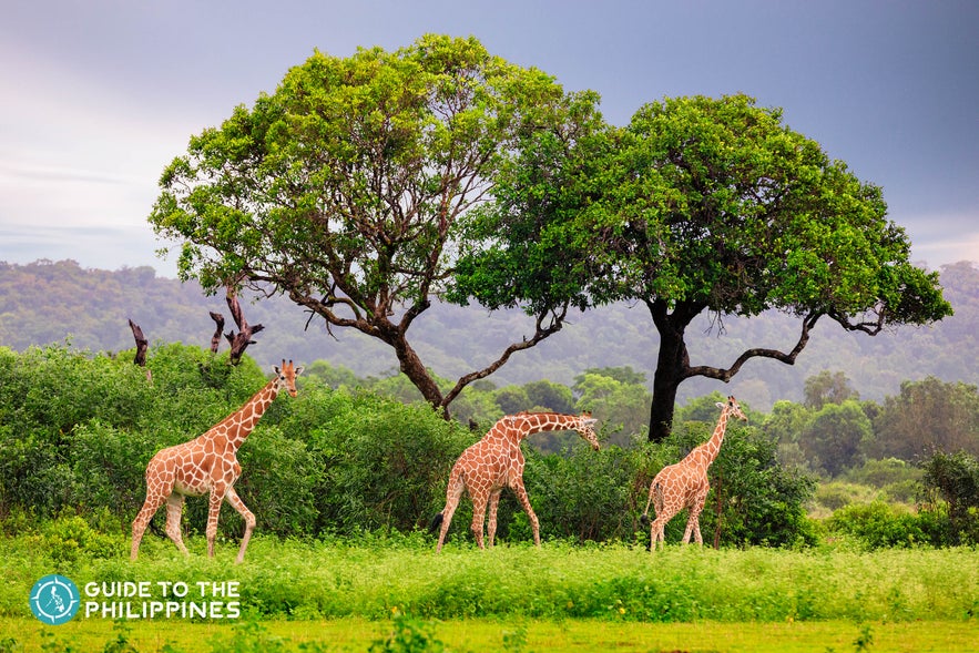 Wandering giraffes in Coron Calauit Safari Wandering giraffes in Coron Calauit Safari
