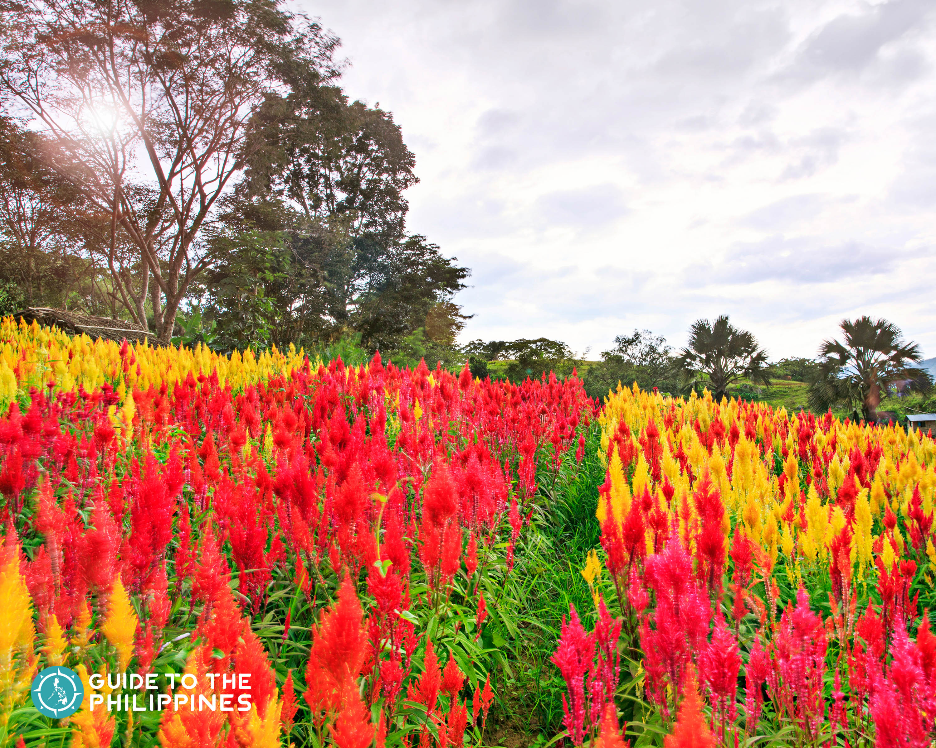 Flowers in bloom at the Sirao Flower Garden