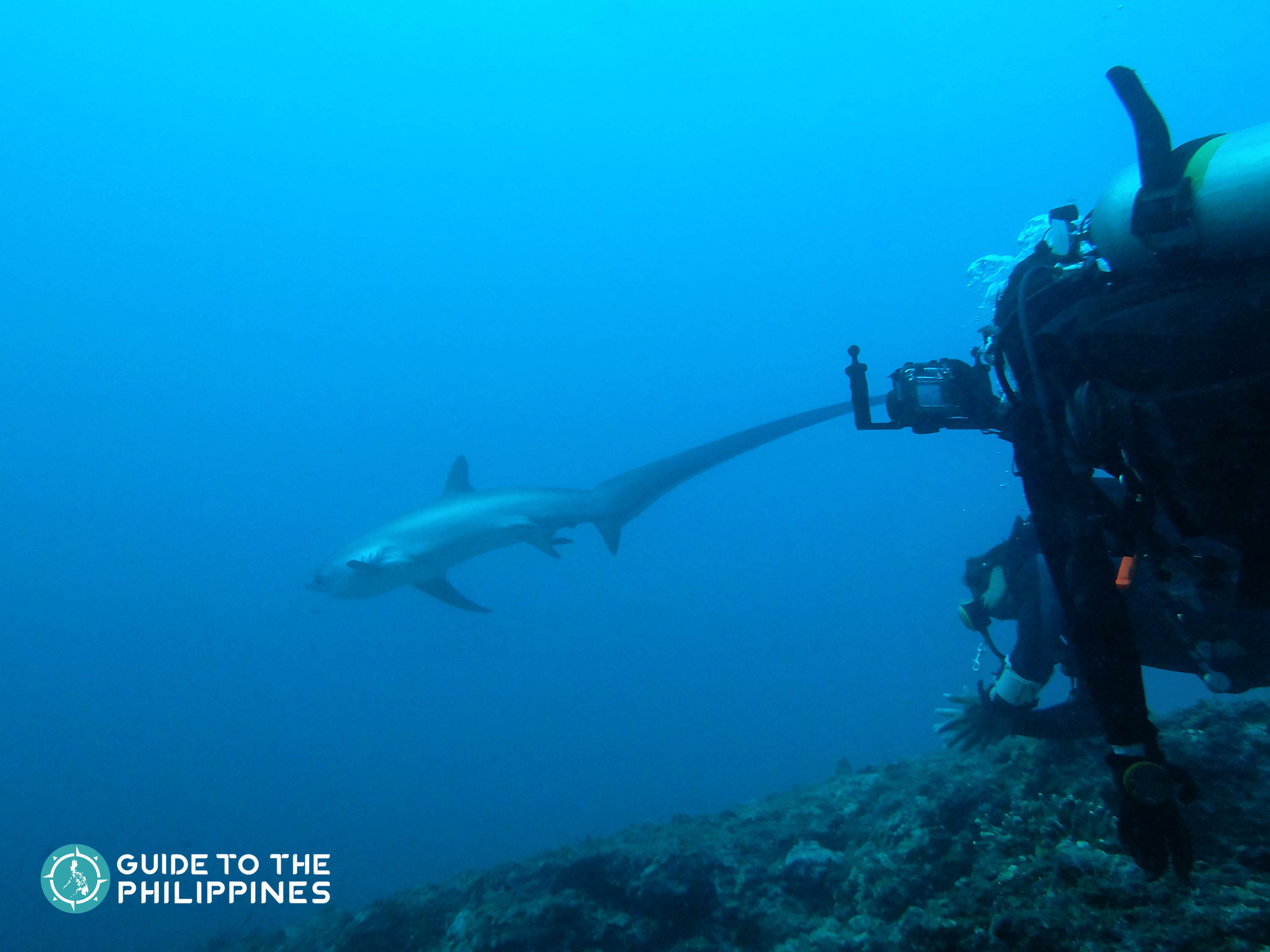 Spotting of Thresher sharks in Malapascua, Cebu