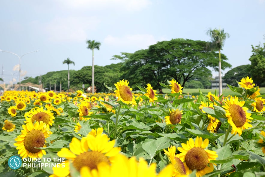 Sunflowers in bloom at the University Avenue, UP Diliman Sunflowers in bloom at the University Avenue, UP Diliman