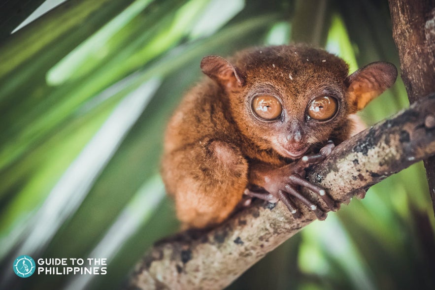Tarsiers are nocturnal and considered the smallest primates in the world Tarsiers are nocturnal and considered the smallest primates in the world