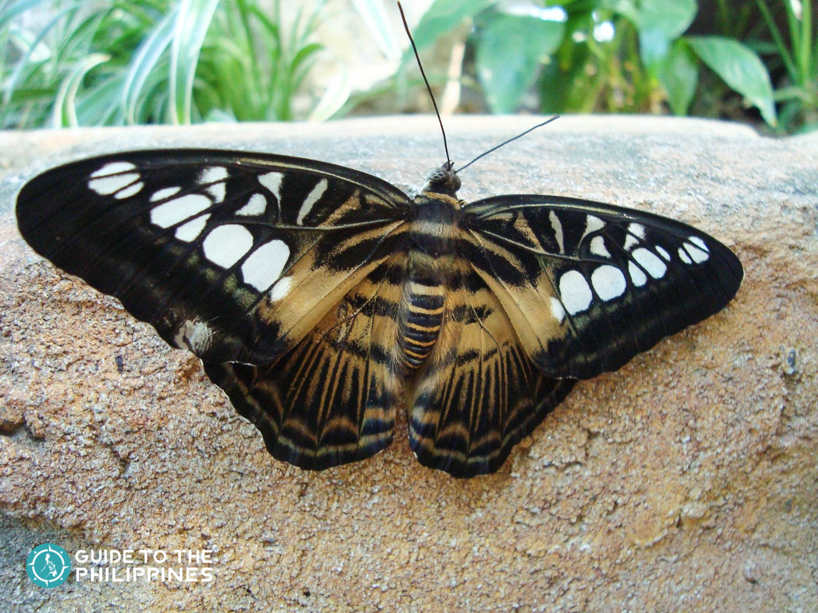 Butterfly from Bohol's Butterfly Sanctuary