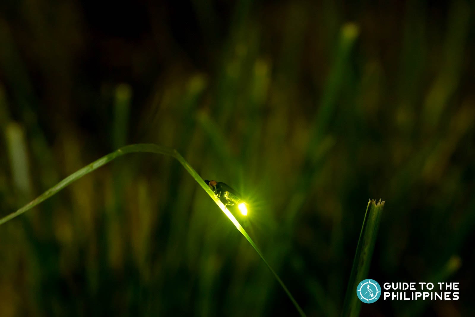 Firefly watching at Abatan River in Bohol, Philippines