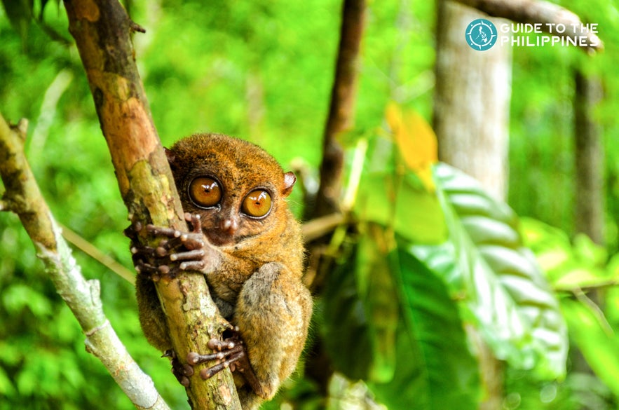 Tarsiers are small animals with big, round eyes that feed primarily on insects Tarsiers are small animals with big, round eyes that feed primarily on insects