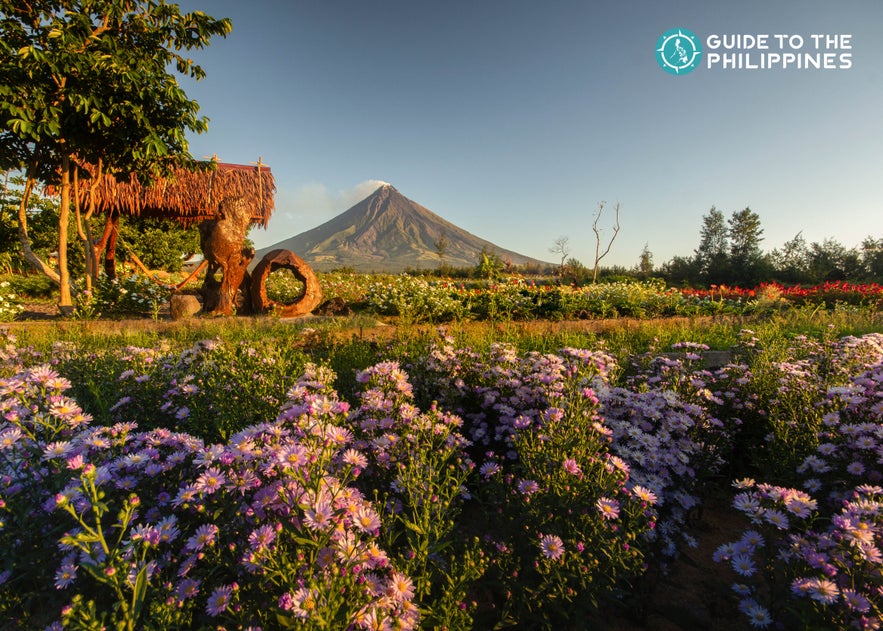 Bed of flowers with a view of the perfect cone-shaped Mt. Mayon of Legazpi City in Albay, Philippines Bed of flowers with a view of the perfect cone-shaped Mt. Mayon of Legazpi City in Albay, Philippines