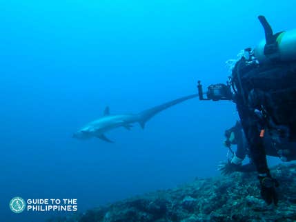 Top Things to Do in Malapascua Island: Thresher Sharks Diving & Beaches