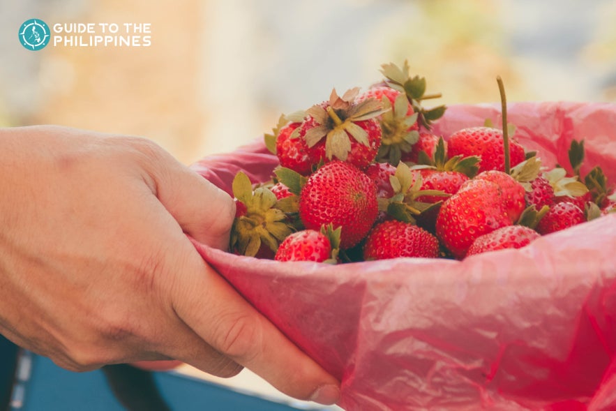 A bowl of fresh strawberries from Baguio City, Philippines A bowl of fresh strawberries from Baguio City, Philippines