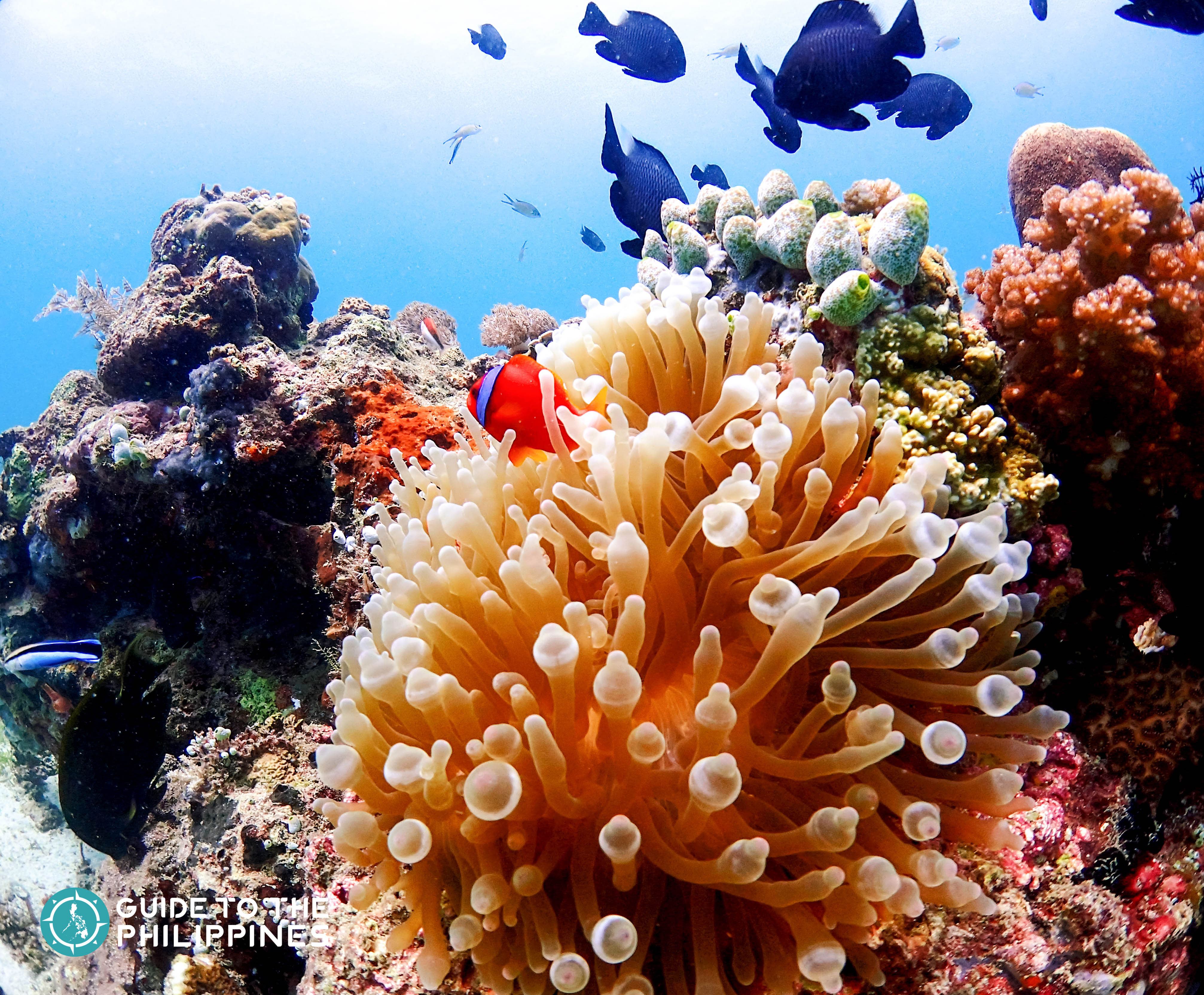 Colorful fishes & vibrant corals for Hilutungan Island in Mactan