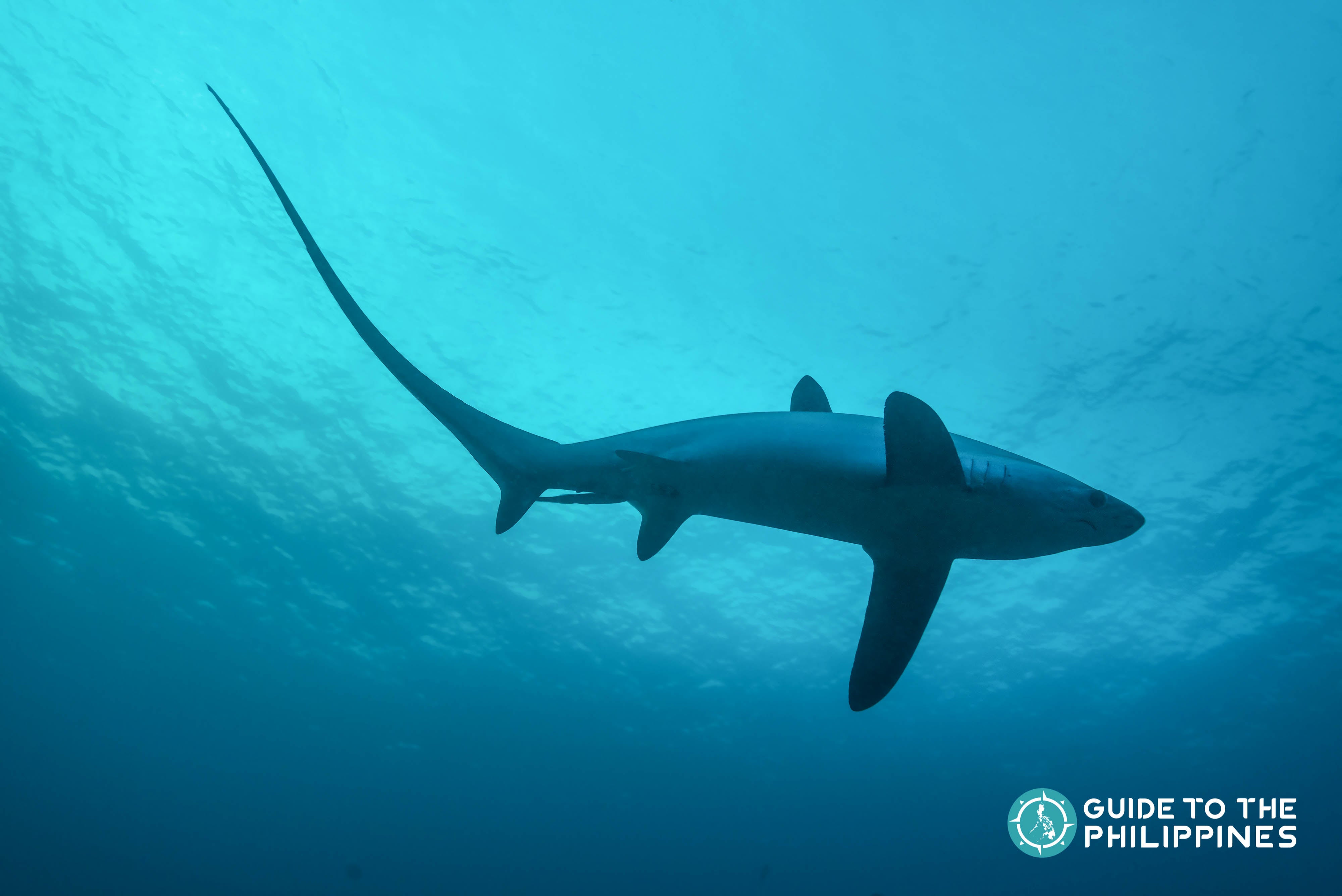 malapascua monad shoal